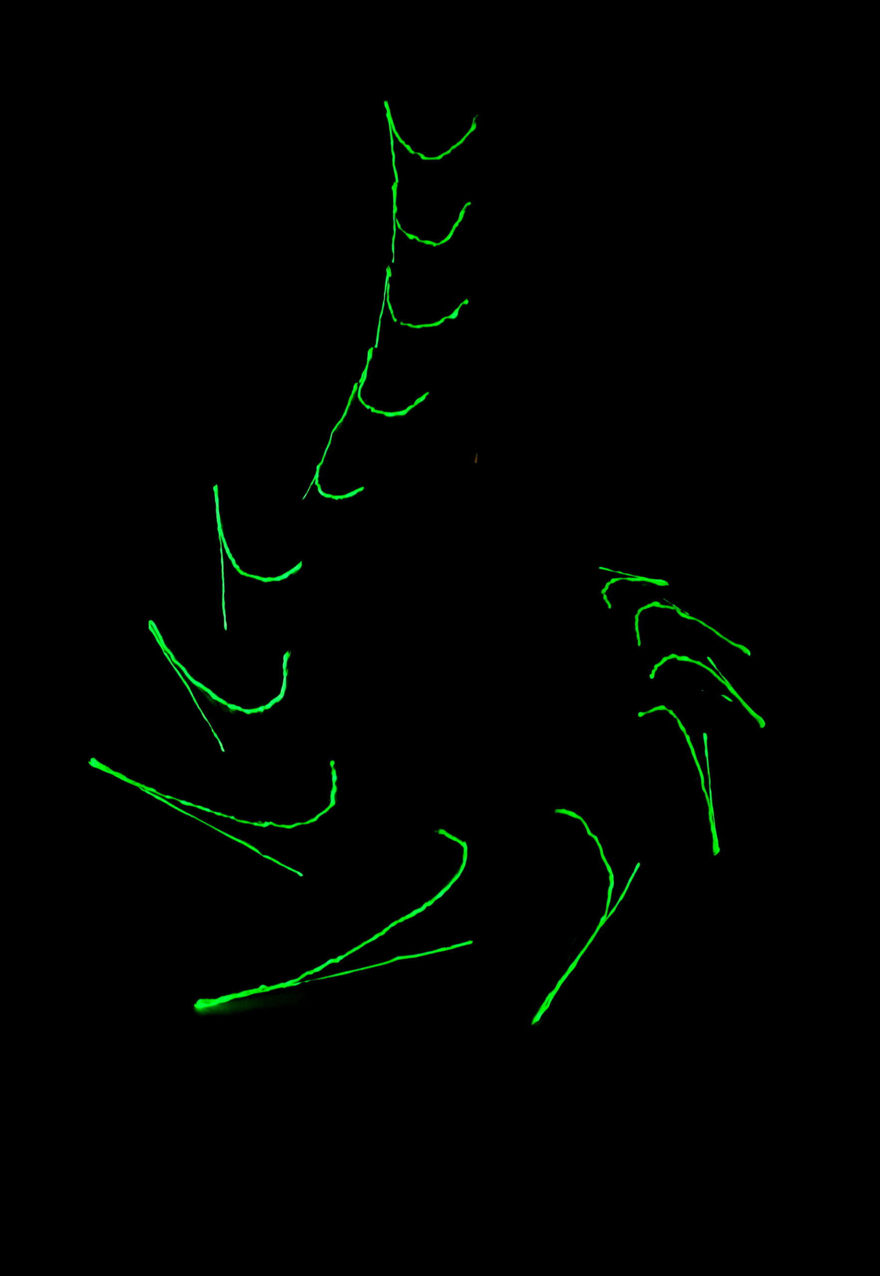 Právě si prohlížíte Produktový design – Larva